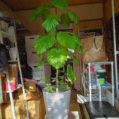 〈売ります観葉植物〉ウンベラータ
