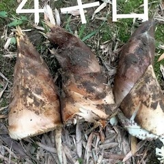 筍