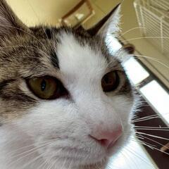 ハチワレのハッチ　生後6ヶ月