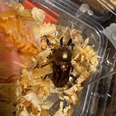 ニジイロクワガタ ペア