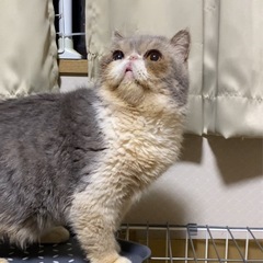 エキゾチックショートヘア男の子　里親様募集中 - 猫