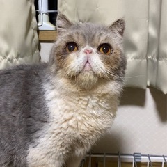 エキゾチックショートヘア男の子　里親様募集中 - 徳島市