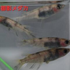 【改良メダカ】🐠白御影メダカ🐠成魚2ペア+1匹🐠現物投稿🐠産卵中...