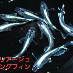 【改良メダカ】🐠マリアージュ　ロングフィン🐠成魚🐠現物投稿🐠No.5