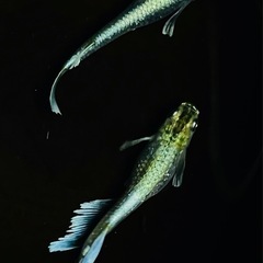エメキン メダカ  1ペア＋1 の画像