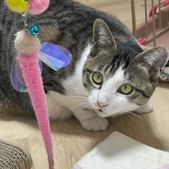 おもちゃでよく遊びます。『姫ちゃん』【ウィルス検査陰性】 - 岸和田市