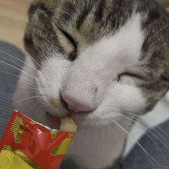 おもちゃでよく遊びます。『姫ちゃん』【ウィルス検査陰性】 - 猫