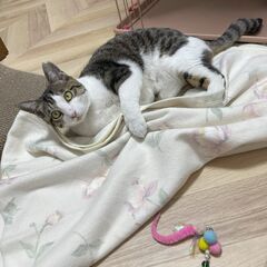 おもちゃでよく遊びます。『姫ちゃん』【ウィルス検査陰性】 − 大阪府