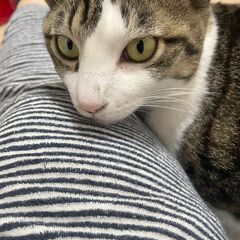 おもちゃでよく遊びます。『姫ちゃん』【ウィルス検査陰性】 - 里親募集