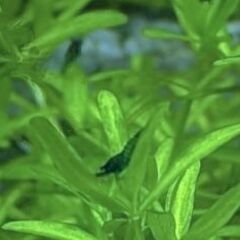 🔵ダークブルーシュリンプ(稚エビ)🔵　    5匹+αセット