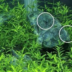 ◆◇ダークブルーシュリンプ(稚エビ5匹)◆◇　   の画像