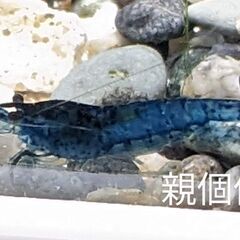 ◆◇ダークブルーシュリンプ(稚エビ5匹)◆◇　   の画像