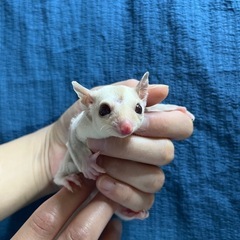 フクロモモンガ クリミノ男の子💙人慣れしてる穏やかな子✨大特価‼️ - 多摩市