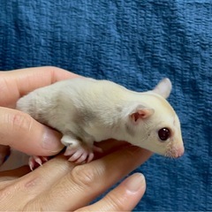 フクロモモンガ クリミノ男の子💙人慣れしてる穏やかな子✨大特価‼️ - 地元のお店