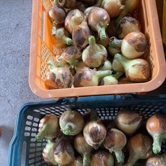 新玉ねぎの画像