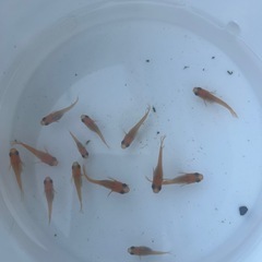 メダカ　🐟　楊貴妃