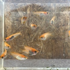 メダカ　🐟　楊貴妃の画像