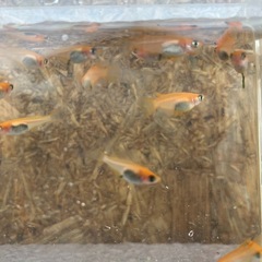 メダカ　🐟　楊貴妃の画像