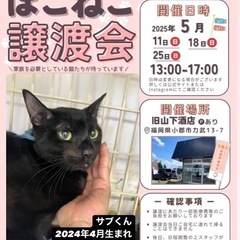 🖤動画付き🖤優しい人黒猫くん - 里親募集