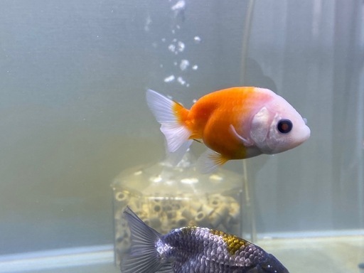 ばら売り可能　金魚　8匹