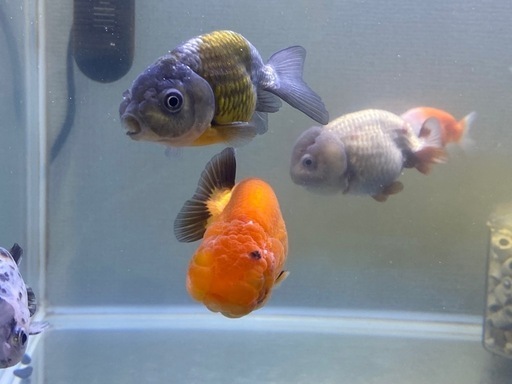 ばら売り可能　金魚　8匹
