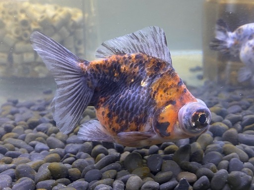 ばら売り可能　金魚　8匹