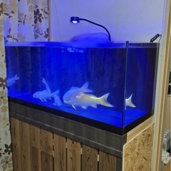 魚　水槽　熱帯魚の画像