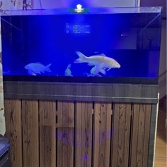 魚　水槽　熱帯魚の画像