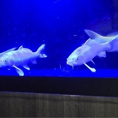 魚　水槽　熱帯魚の画像