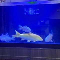 魚　水槽　熱帯魚の画像