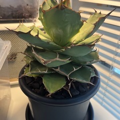 【パンダ】アガベ チタノタ パンダ/熊猫 台湾ナーセリー産 Agave titanota “Panda” 直径17cm程 塊根植物　多肉植物　コーデックス　アロイドの画像