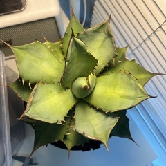 【パンダ】アガベ チタノタ パンダ/熊猫 台湾ナーセリー産 Agave titanota “Panda” 直径17cm程 塊根植物　多肉植物　コーデックス　アロイドの画像