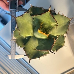 【パンダ】アガベ チタノタ パンダ/熊猫 台湾ナーセリー産 Agave titanota “Panda” 直径17cm程 塊根植物　多肉植物　コーデックス　アロイドの画像