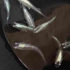 一時中止　メダカ　虹クジャクの卵の画像