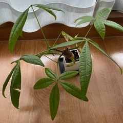 (受付終了)パキラ 鉢植え