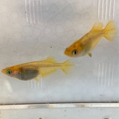 🌸黄金べっこうメダカ1ペア➕1匹🌸の画像