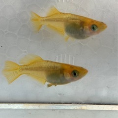 🌸黄金べっこうメダカ1ペア➕1匹🌸の画像