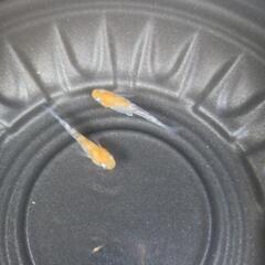 4/29めだか販売。の画像