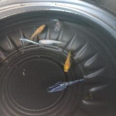 4/29めだか販売。の画像