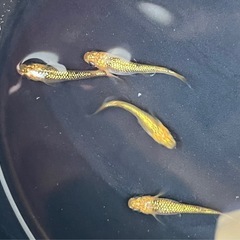 【メダカ】サンシャイン2ペアの画像