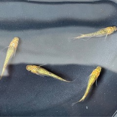 【メダカ】サンシャイン2ペアの画像