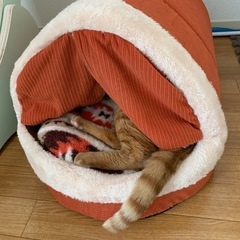 猫　ドーム型　ベッド
の画像