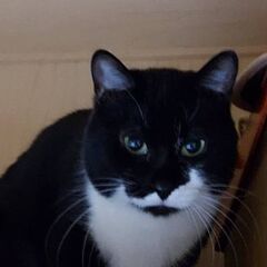 猫好き上級者むき 白黒 丸顔が可愛い女の子 