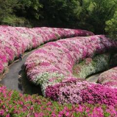 5月5日に生駒山ツツジロールを見にいきませんか