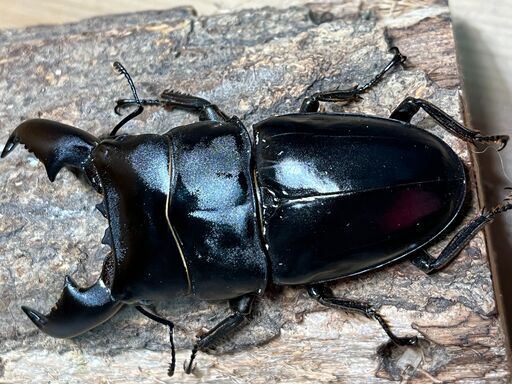 スマトラヒラタクワガタペア＋♀　♂93mm ♀47mm、49mm