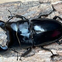 スマトラヒラタクワガタペア＋♀　♂93mm ♀47mm、49mm