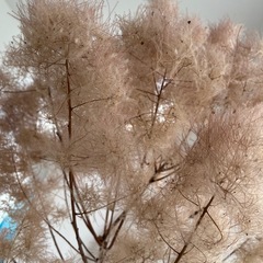 スモークツリー　インテリア　花　ドライフラワー