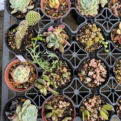 多肉植物トレーごとDの画像