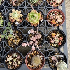 多肉植物トレーごとDの画像