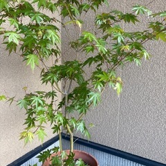山モミジ　7号鉢　植替済　